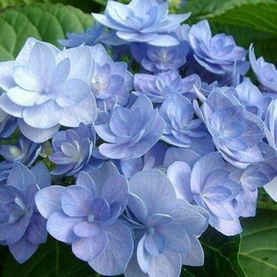 Голубая в Гродно