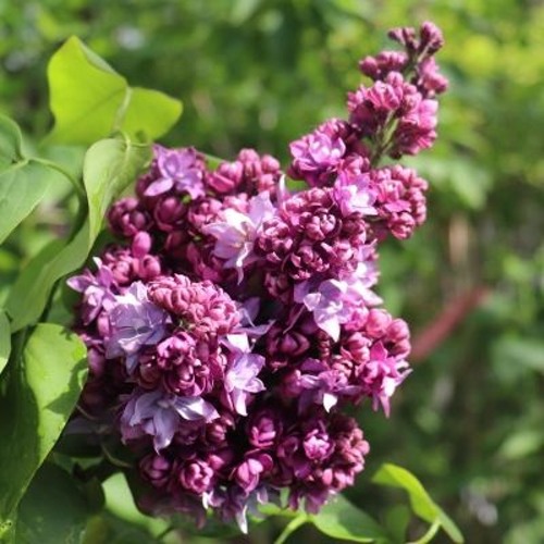 Сирень МАРШАЛ МАЛИНОВСКИЙ в Гродно