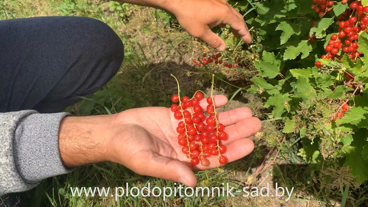 Превью видео