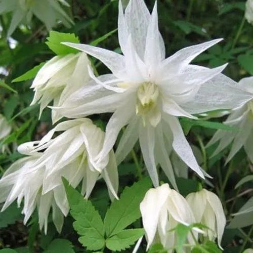 Княжик АЛЬБИНА ПЛЕНА белый махровый в Гродно