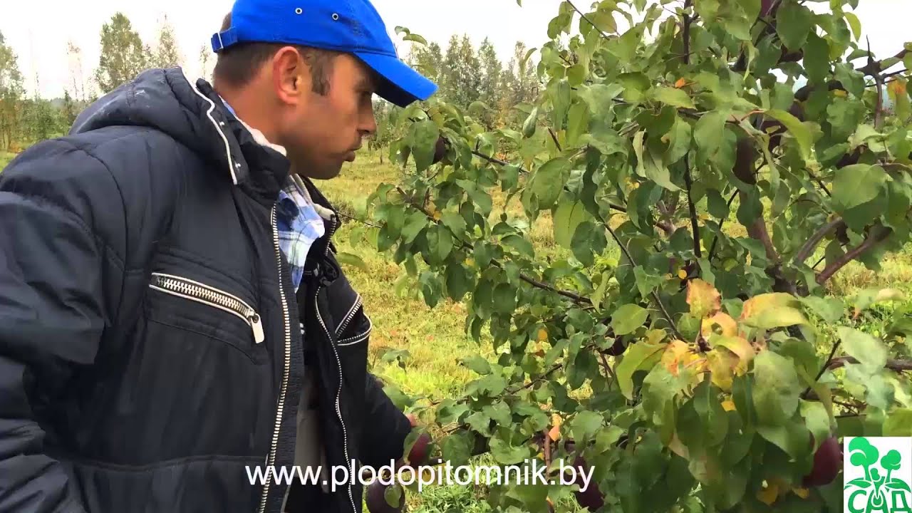 Превью видео