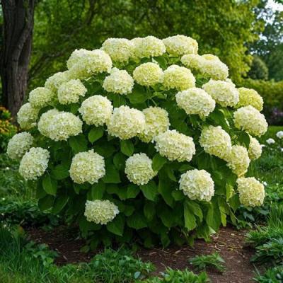 Большие (высокие) в Гродно