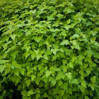 Зеленый в Гродно