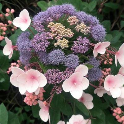 Шершавая в Гродно