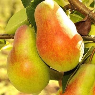 Красавица в Гродно