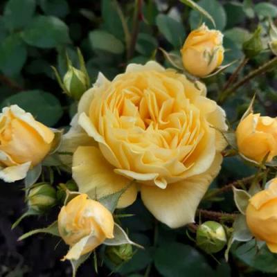 Роза флорибунда в Гродно