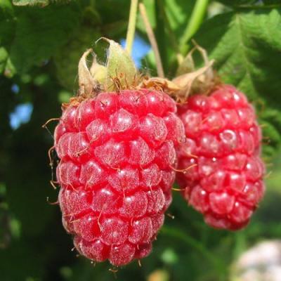 Крупная в Гродно