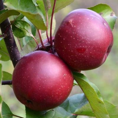 Яблоня красномясая в Гродно