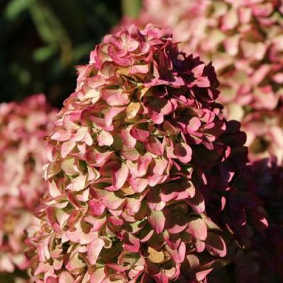 Мэджикал в Гродно