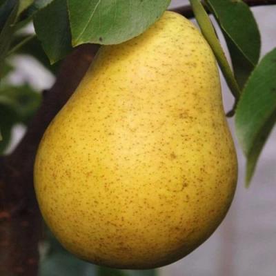 Крупная в Гродно