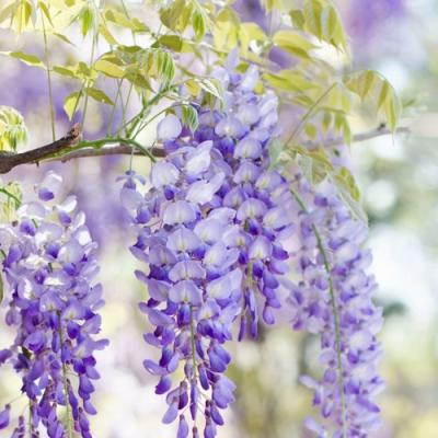 Глициния в Гродно