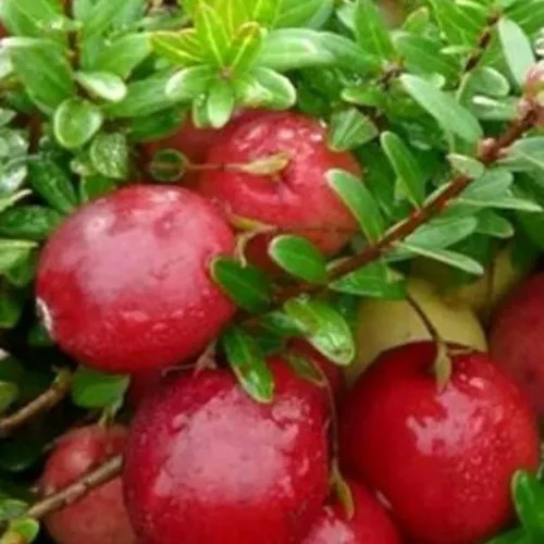 Клюква ХОЛЬШТАЙН в Гродно