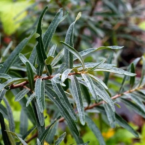 Облепиха АДАМ (МУЖСКАЯ) в Гродно