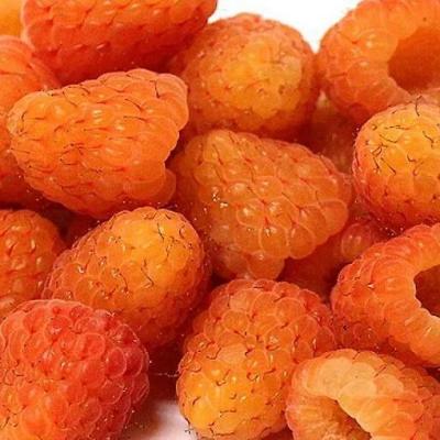 Оранжевая в Гродно