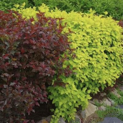 Калинолистный в Гродно