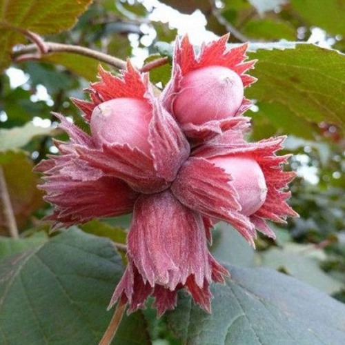 Фундук СКАРЛЕТТ в Гродно