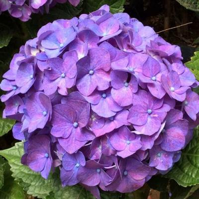 Фиолетовая в Гродно