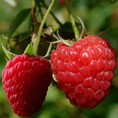 Кустовая в Гродно