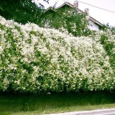 Фаллопия в Гродно