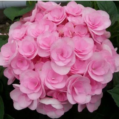 Махровая в Гродно