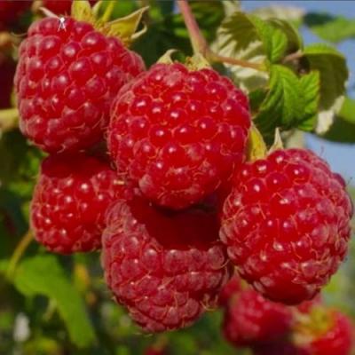 Ранняя в Гродно