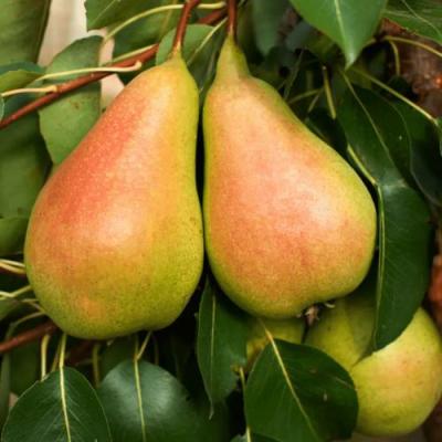 Сладкая в Гродно