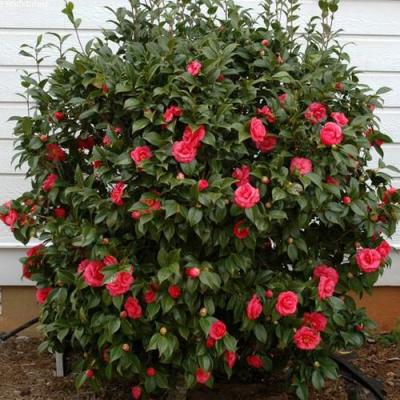 Камелия в Гродно