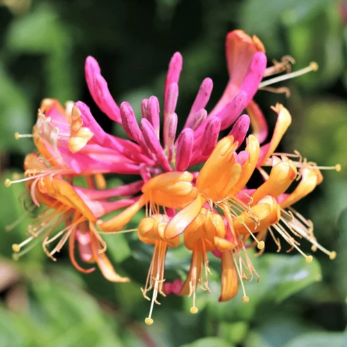 Жимолость ГЕКРОТА в Гродно