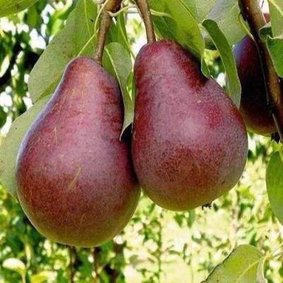 Красная в Гродно