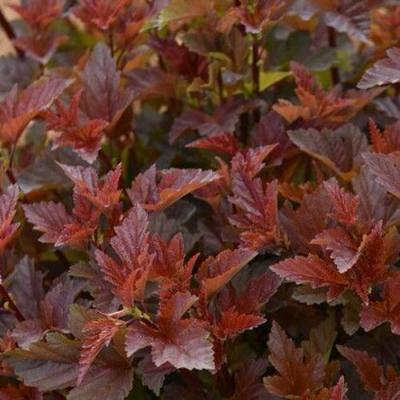 Красный в Гродно