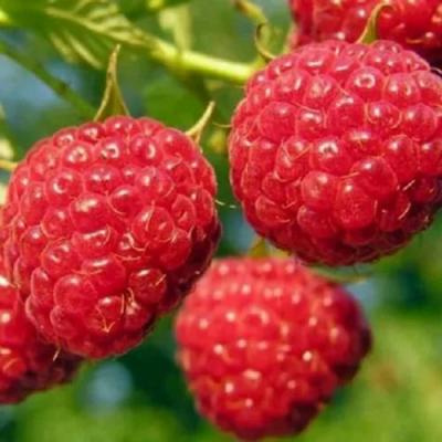 Поздняя в Гродно