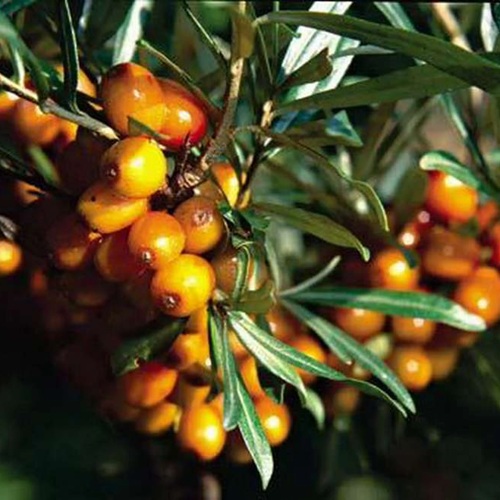 Облепиха ДАР КАЗАКОВУ в Гродно