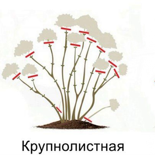схема обрезки крупнолистной гортензии.jpg