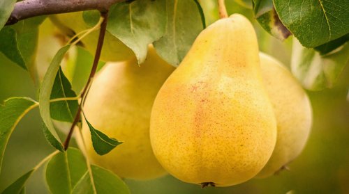 Груша сочная.jpg