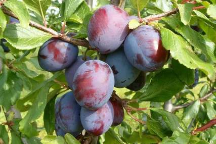 Слива морозостойкая.jpg