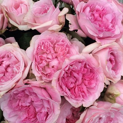 Розы пионовидные.jpg