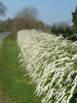 спирея живая изгородь.jpg
