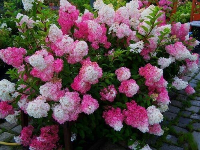 гортензия Мелба Фрейзи (Melba Fraise).jpg