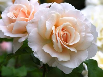 Розы французкие.jpg