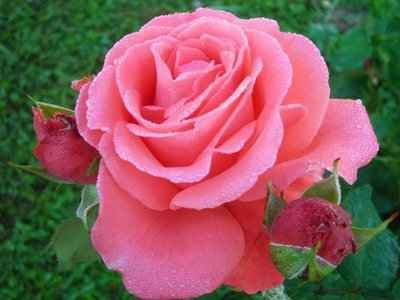 Французкие розы.jpeg