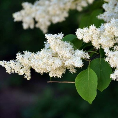 Сирень АМУРСКАЯ в Гродно