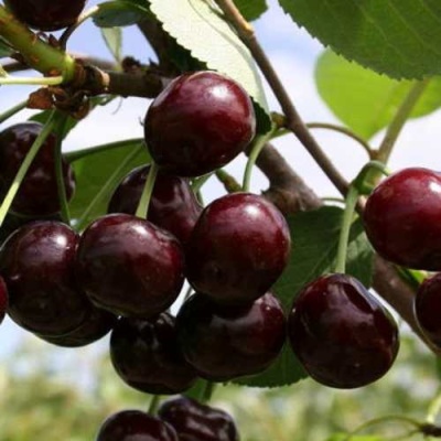 Дюк ИВАНОВНА в Гродно