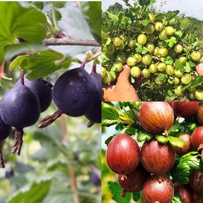 Комплект КРЫЖОВНИК MIX в Гродно