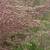 Вейник КАРЛ ФОРСТЕР остроцветковый в Гродно