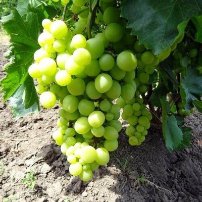 Виноград БОЯРИН в Гродно