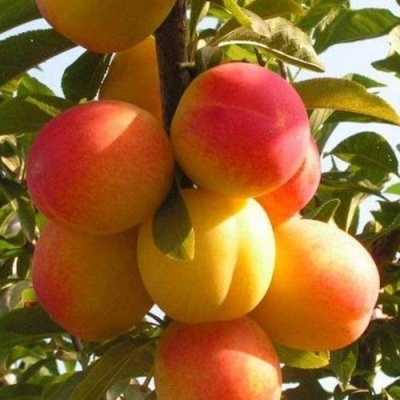Слива ВЕТРАЗЬ-2 в Гродно