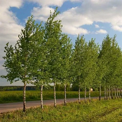 Береза обыкновенная в Гродно