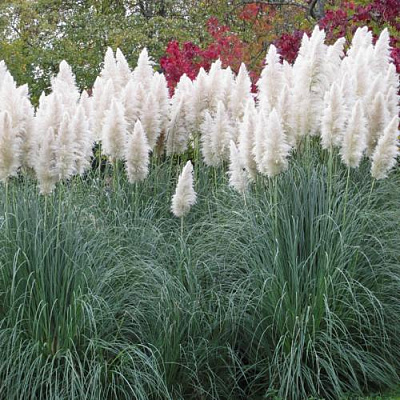 Кортадерия белая (пампасная трава) в Гродно