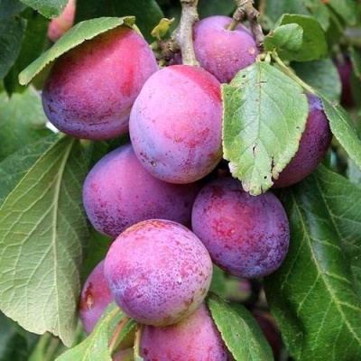 Слива БЛЮ СВИТ колонновидная в Гродно
