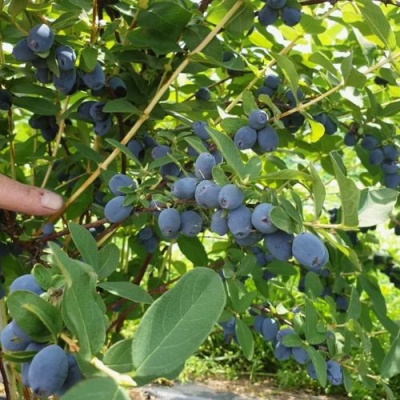 Жимолость съедобная КЛУБНИЧНАЯ СЕНСАЦИЯ в Гродно